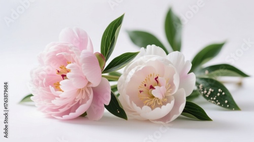 Fototapeta Naklejka Na Ścianę i Meble -   two pink peonies with lush green leaves on a white background, creating a beautiful and vibrant wallpaper