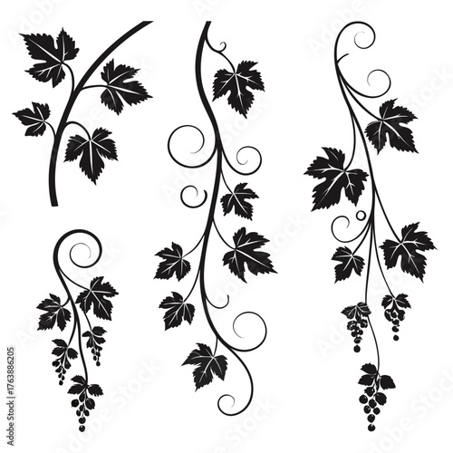 Vector art of grapevine silhouette
