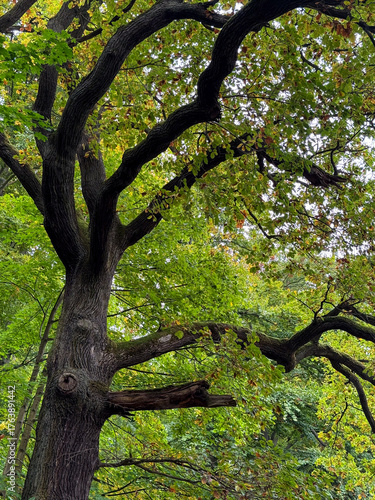 Majestic Old Tree with Curved Branches in Forest