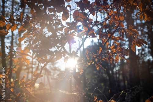 autumn forest background foliage design element
