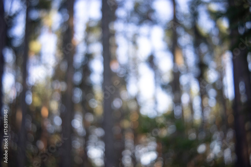blurring background forest in the morning with bokeh bubbles out of focus
