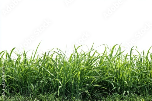 Lush Green Grass Sways Gently in the Breeze Under a Bright Sky