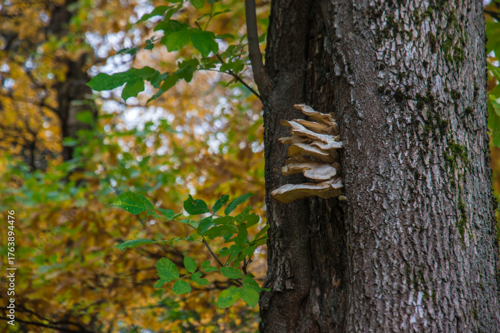 Obraz premium mushrooms growing high on a tree. against the background of yellow leaves. forest landscape. mushrooms on a tree. screensaver. space for text.