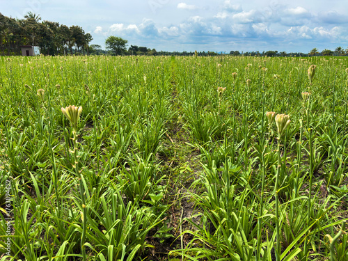 fields of tuberose flowers with a background of white clouds