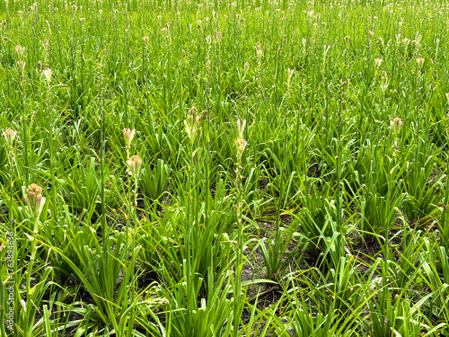 fields of tuberose flowers with a background of white clouds