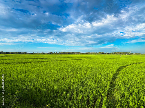 Wide view of a vibrant green rice paddy field with clear blue sky, showcasing agricultural landscape in rural area.