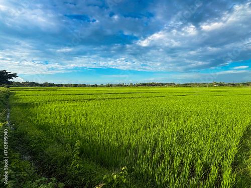 Wide view of a vibrant green rice paddy field with clear blue sky, showcasing agricultural landscape in rural area.