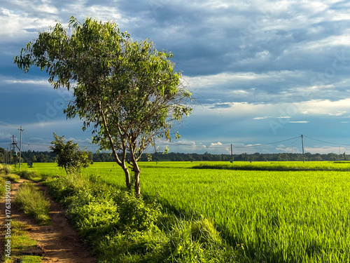 Wide view of a vibrant green rice paddy field with clear blue sky, showcasing agricultural landscape in rural area.