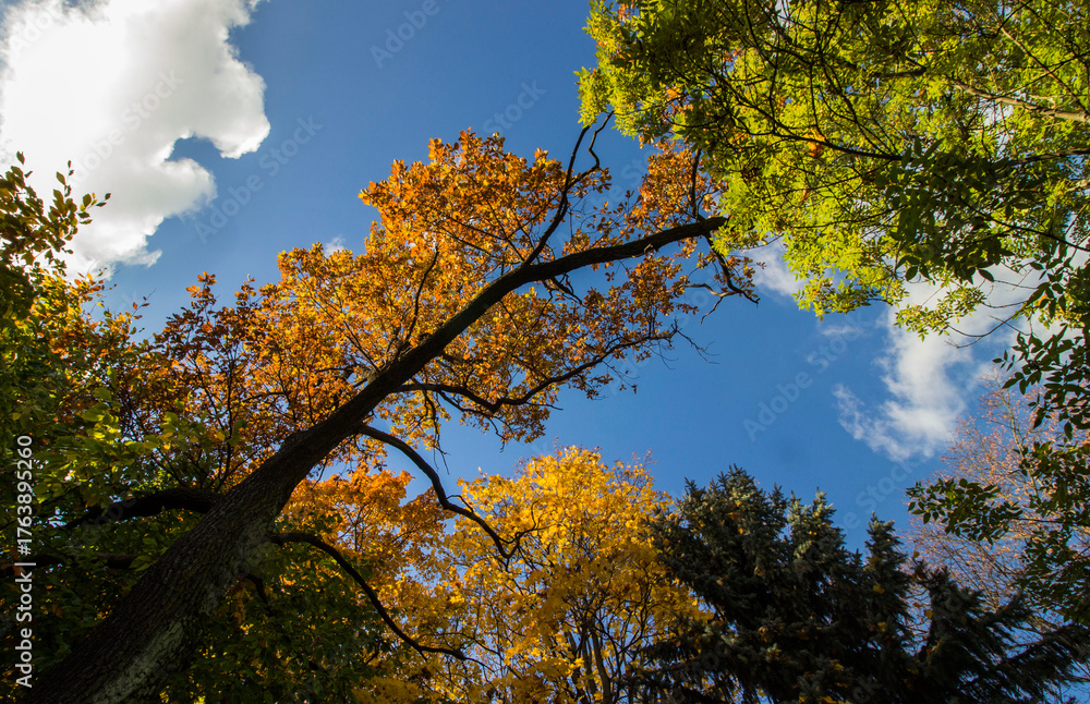Obraz premium branches of trees with yellow and red leaves against a blue sky. autumn trees. colorful autumn screensaver. autumn landscape