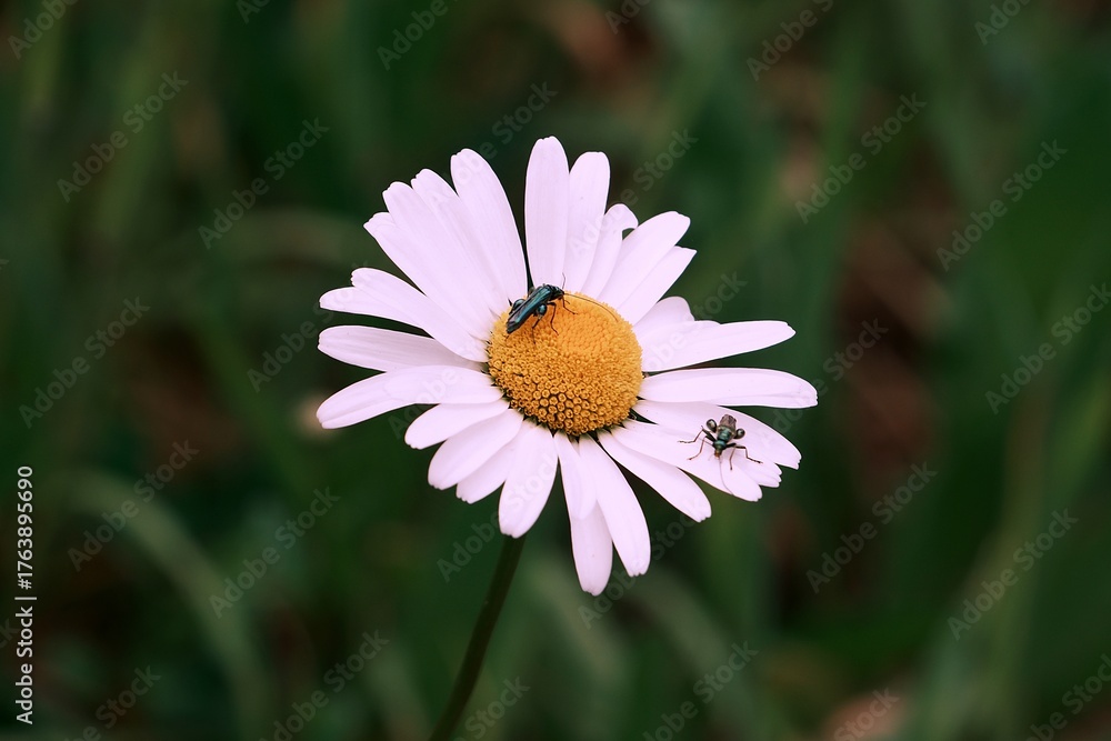 Obraz premium Scarabée sur une fleur .