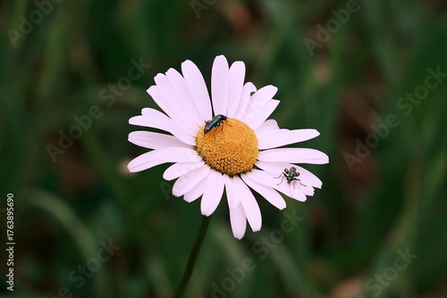 Scarabée sur une fleur .