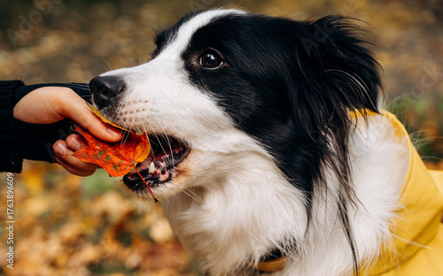 portrait of a black and white border Collie dog in a yellow rain coat with an autumn leaf in his teeth