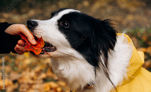 portrait of a black and white border Collie dog in a yellow rain coat with an autumn leaf in his teeth