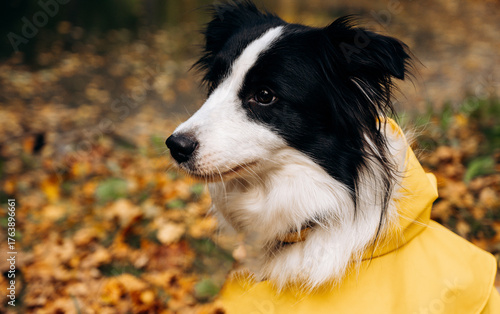 A black and white border Collie dog sits in a yellow rain coat