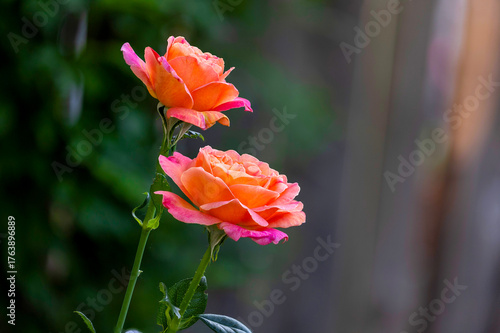 2 pink and yellow roses with beautiful bokeh