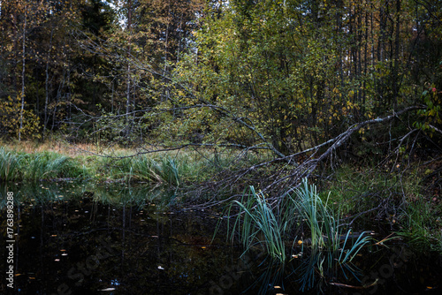 Fallen tree branch stretches over a dark, still forest pond surrounded by reeds and autumn foliage — moody, atmospheric woodland scene perfect for nature or contemplative themes.