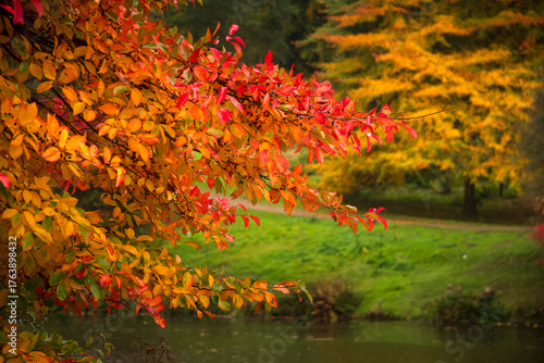 Autumn vibes of golden foliage over riverbank