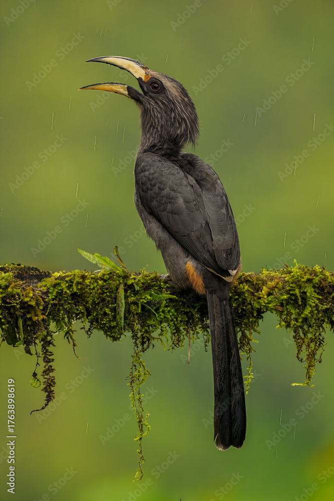 Fototapeta premium Most Beautiful Malabar Grey Hornbill with blurred background and looking straight at the camera. Clear portrait shot of Malabar Gray Hornbill on a tree perch.