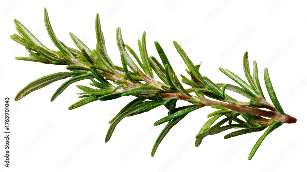 Obraz premium Fresh green rosemary herb sprig with aromatic leaves used in cooking, natural seasoning and organic culinary ingredient on white background