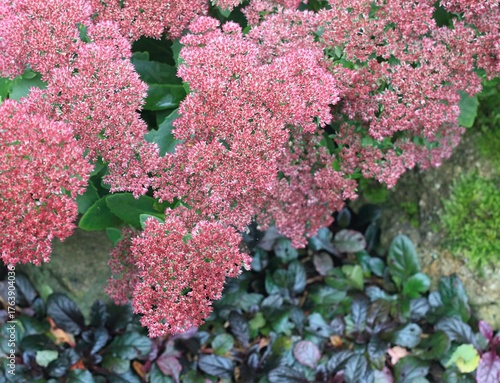 Flowering Sedum telephium in autumn garden. Beautiful red sedum flowers create beautiful natural background.