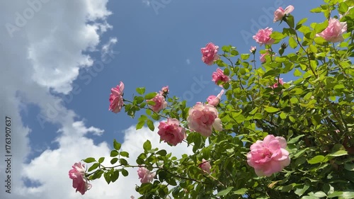 Roses pink flowers in the sky.