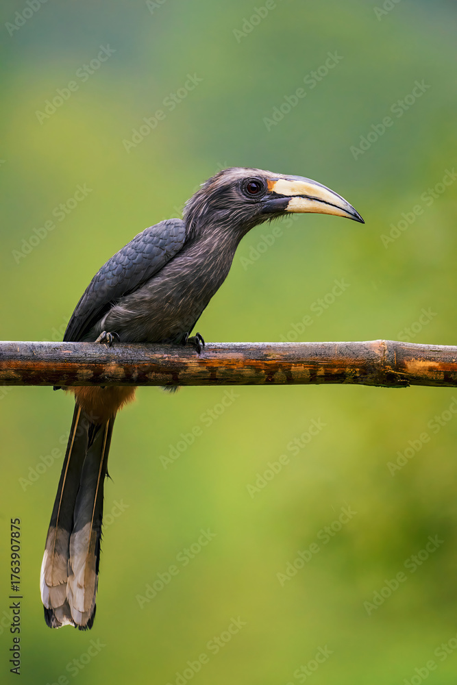 Obraz premium Most Beautiful Malabar Grey Hornbill with blurred background and looking straight at the camera. Clear portrait shot of Malabar Gray Hornbill on a tree perch.