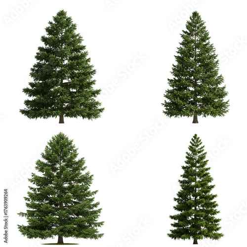 Green coniferous trees with dense needle foliage isolated on transparent background varying shapes and sizes for forest and landscape