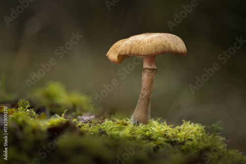 Woodland honey fungus growing on a bed of moss