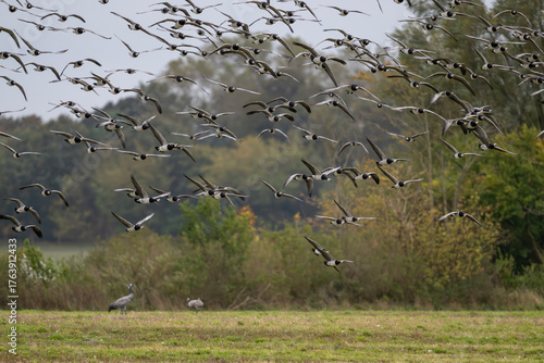 Zwischen Himmel und Wiese – Der Einflug der Nonnengänse