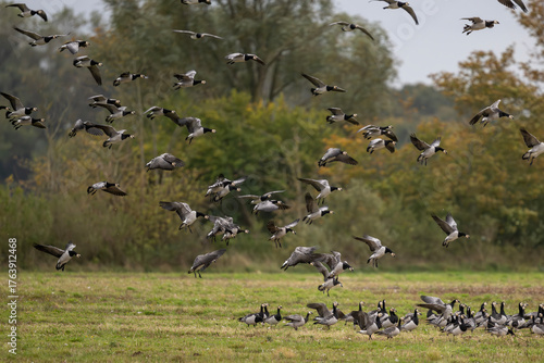 Anflug der Wildnis – Nonnengänse auf der Wiese