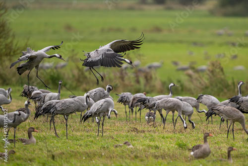 Zwischen Anmut und Gedränge – Kraniche im Landeanflug