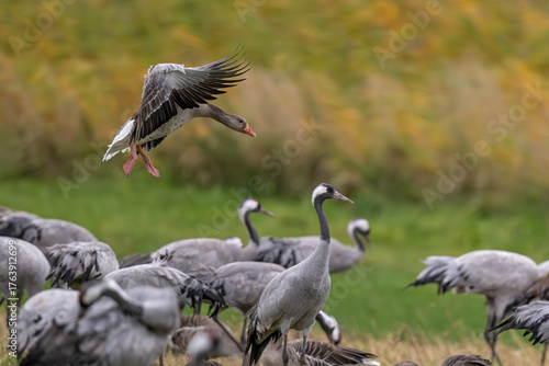 Graugans trifft Gesellschaft – Einflug auf die Sammelwiese