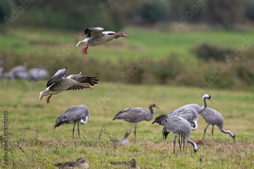Zwei Graugänse im Anflug – Kraniche als stille Zeugen