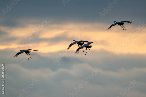 Zwischen Himmelsschichten – Kraniche im Anflug