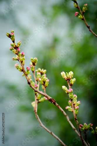 cherry tree blossom