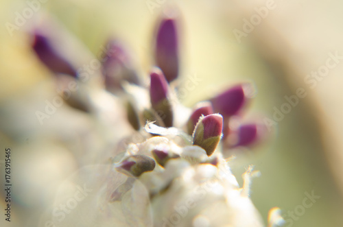 close up of a pink flower