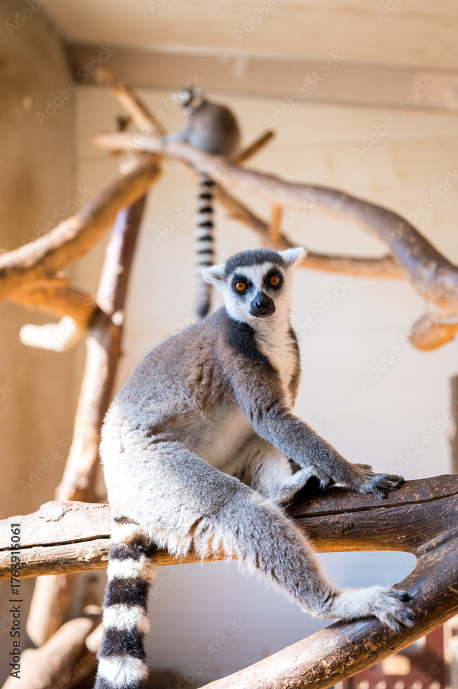 Naklejka premium Ring tailed lemur Lemur catta on branch on the tree