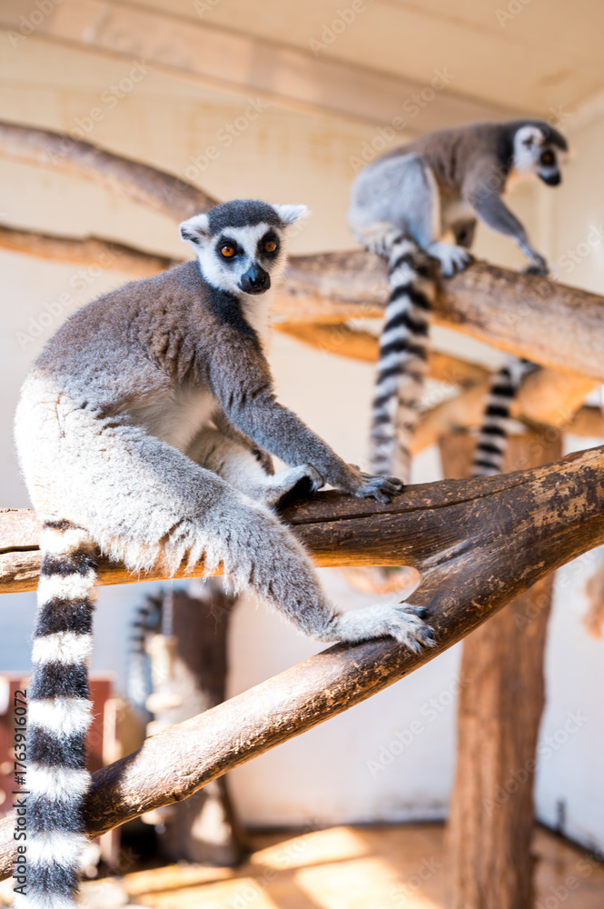 Fototapeta premium Ring tailed lemur Lemur catta on branch on the tree