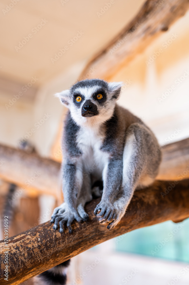 Obraz premium Ring tailed lemur Lemur catta on branch on the tree