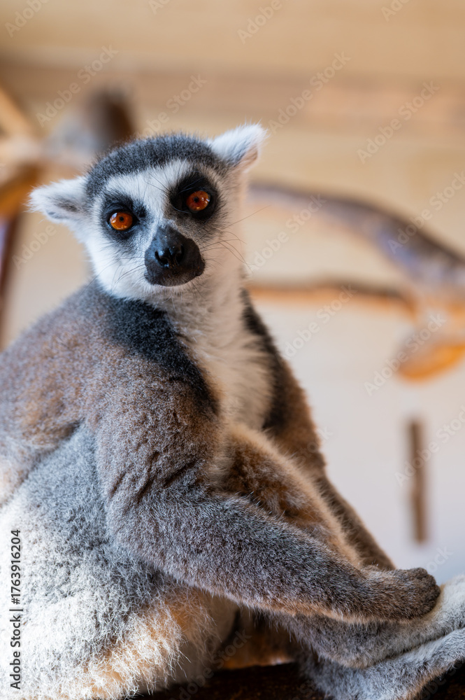 Fototapeta premium Ring tailed lemur Lemur catta on branch on the tree