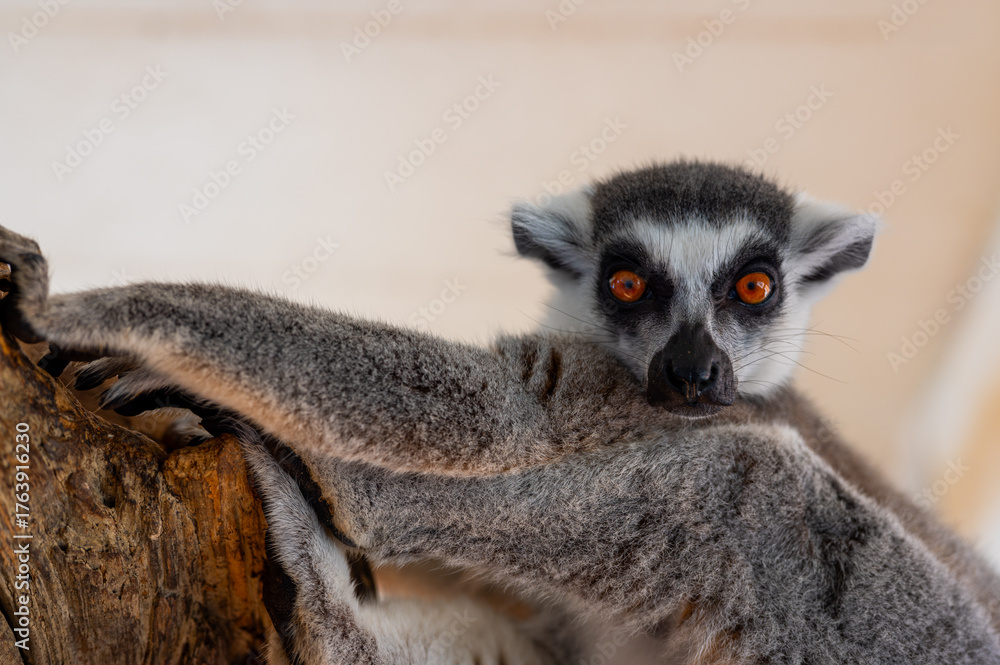 Obraz premium Ring tailed lemur Lemur catta on branch on the tree