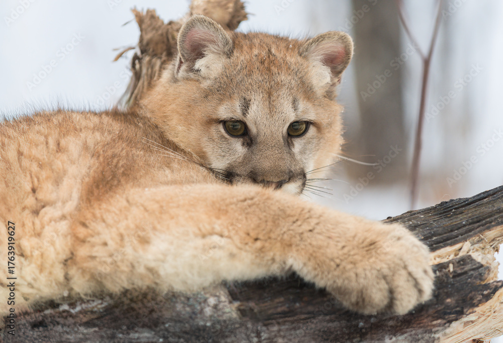 Obraz premium Female Cougar (Puma concolor) Lies on Log Looking Out Over Front Paw