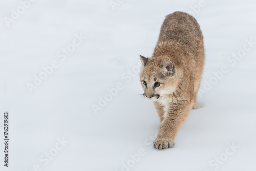 Female Cougar (Puma concolor) Steps Forward Looking Left in Snow Winter
