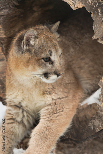 Female Cougar (Puma concolor) Lies in Log Dangling Paws Outside