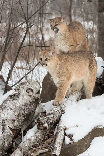 Two Female Cougars (Puma concolor) React Atop Birch Logs and Rocks Winter