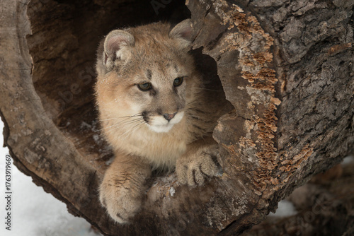 Female Cougar (Puma concolor) Lying Inside Log Looks Out to the Right Winter