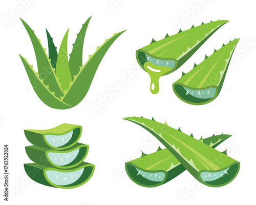 Vibrant aloe vera plant and slices with gel illustration