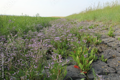 a big group blooming sea lavender with purple flowers in a salt marsh in dutch estuary in zeeland in summer