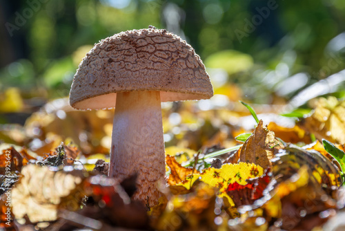 Edible mushroom Amanita rubescens (Blusher) in autumn forest