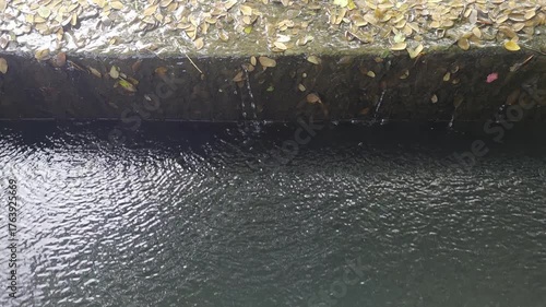 Calm Water Surface with Leaf Debris Along the Edge in a Natural Environment